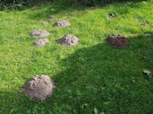 Mehr über den Artikel erfahren Der ambivalente Gartenfreund