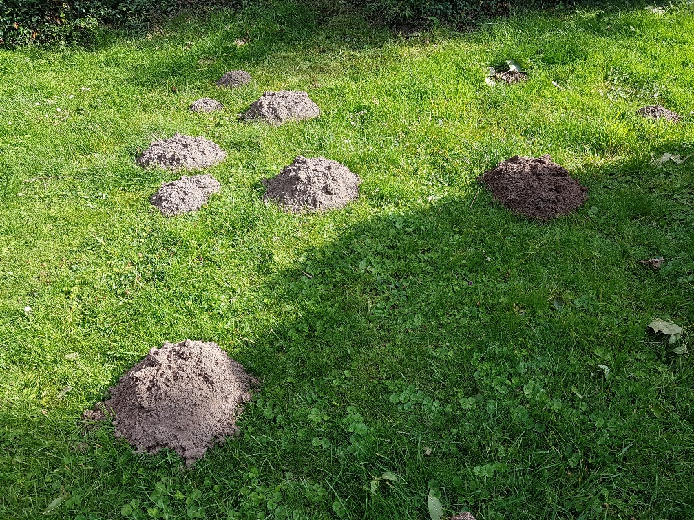 Du betrachtest gerade Der ambivalente Gartenfreund