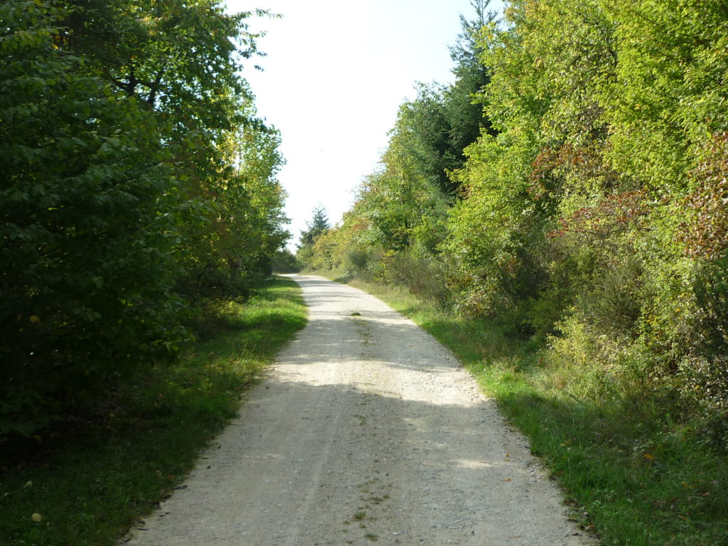 Waldweg oberhalb Bilstein