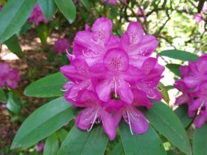 Read more about the article Besuch im Rhododendrenpark