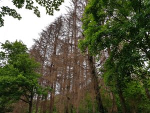 Mehr über den Artikel erfahren Waldsterben oder Neuartige Waldschäden