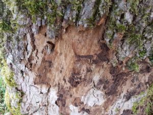 Mehr über den Artikel erfahren Waldsterben 2.0 – Neues