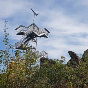 Read more about the article Wanderung mit Loreleyblick und Blauflügeliger Ödlandschrecke