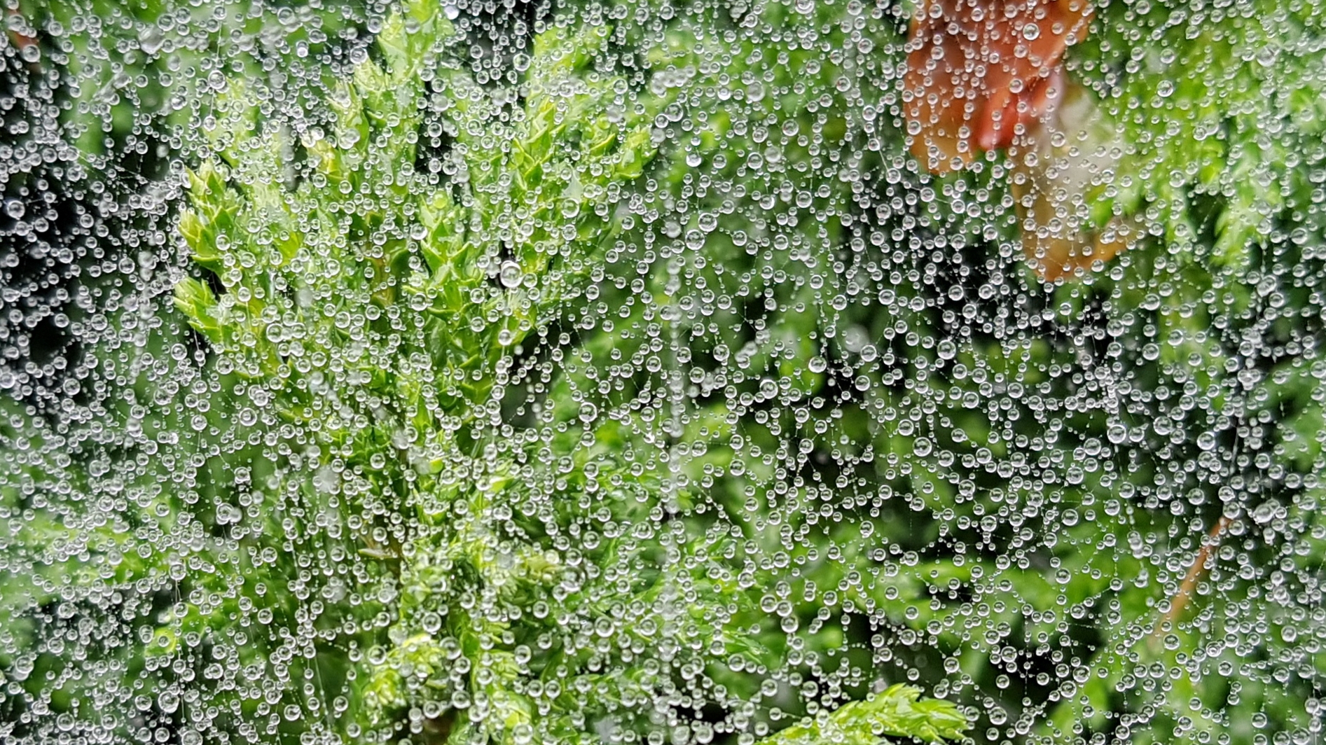 Mehr über den Artikel erfahren Bergischer Nieselregen