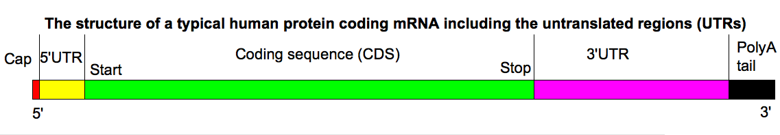Mehr über den Artikel erfahren Coronavirus-Impfstoff BNT162b2 in den USA vor der Notfallzulassung!