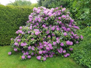 Mehr über den Artikel erfahren Blühender Garten 2021