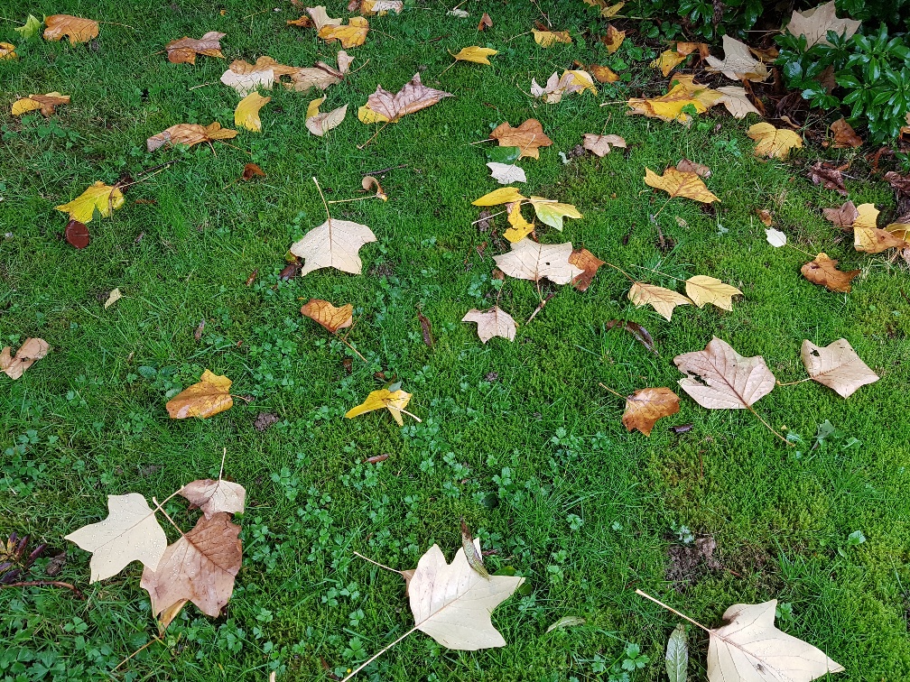 Mehr über den Artikel erfahren Ein normalverrückter Tag im Herbst