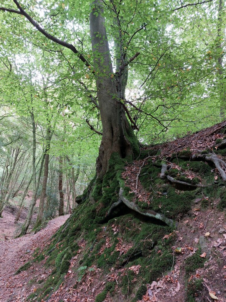 Baum im Herzbachtal