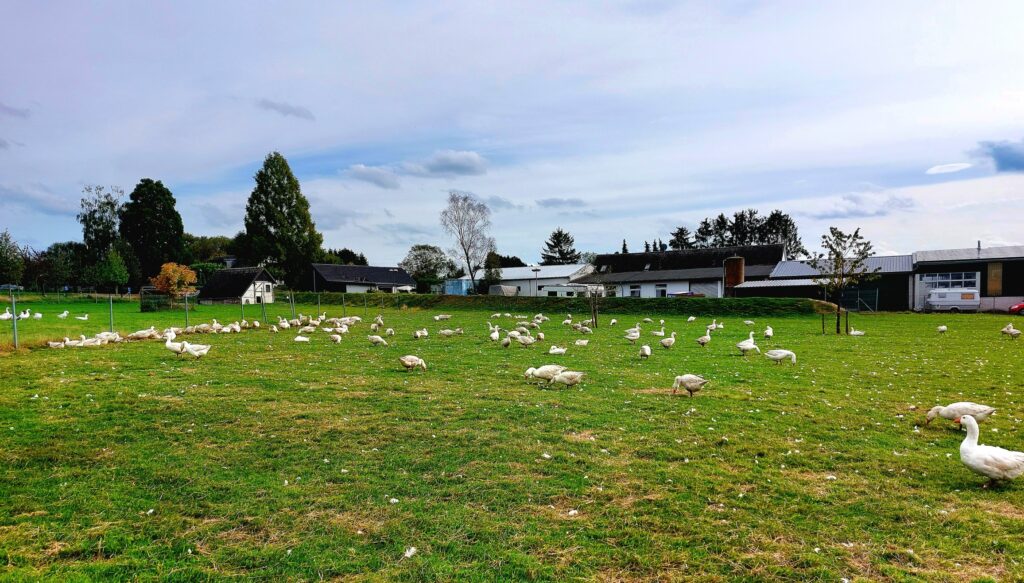 Gänseweise am Paulinenhof