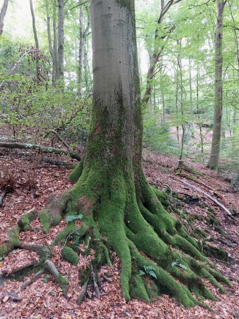 Herzbachtal mit Baum