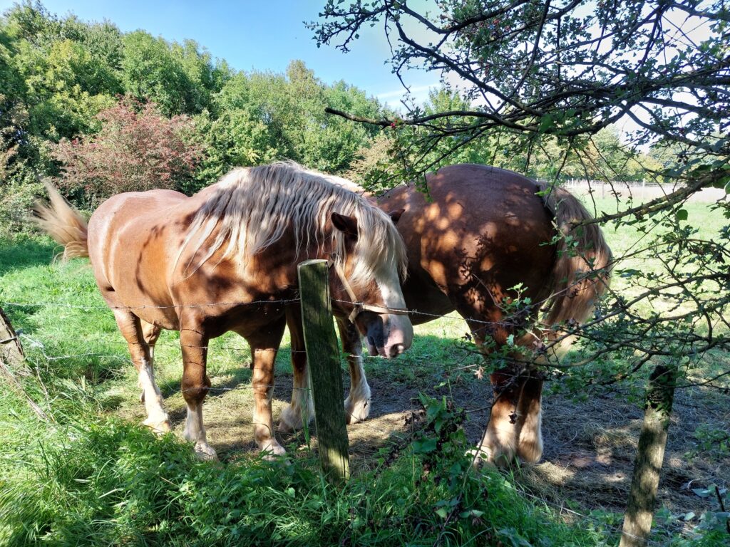 Pferde am Dörenberg