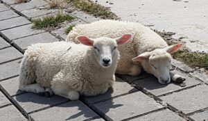 Deich Schafe in Butjadingen