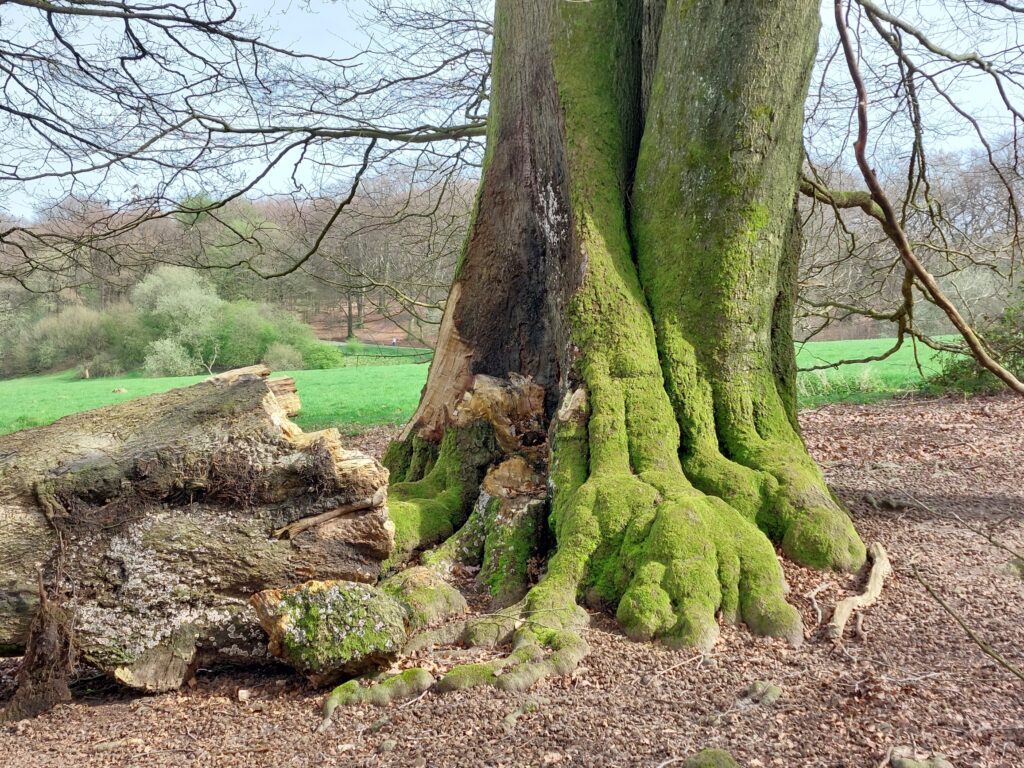 Alte Buche mit Moos und Abbruch