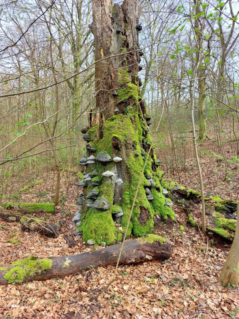 Lebender alter Baumstumpf