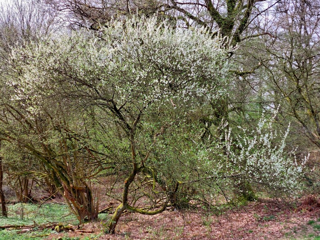 Blühender Baum am oberen Schmalenbach