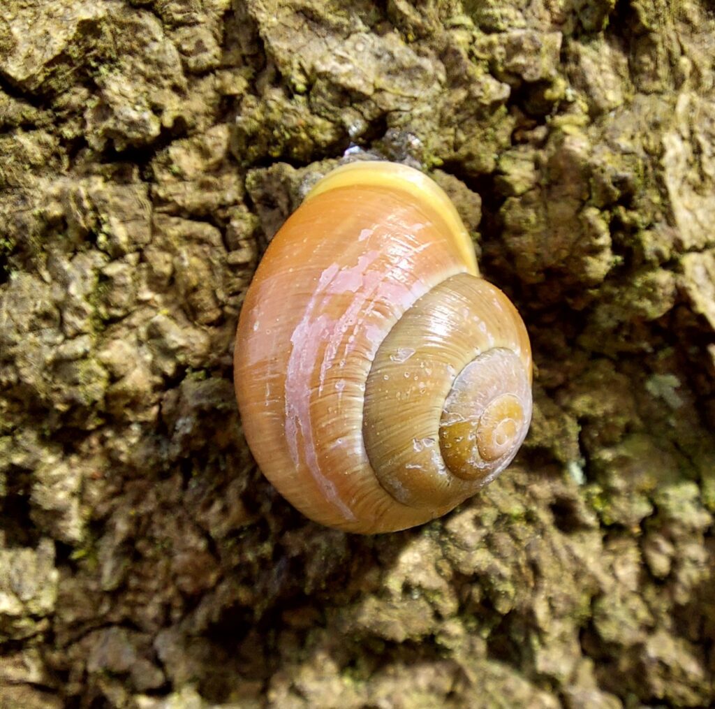 Schnecke auf Baumausflug, kein Regen