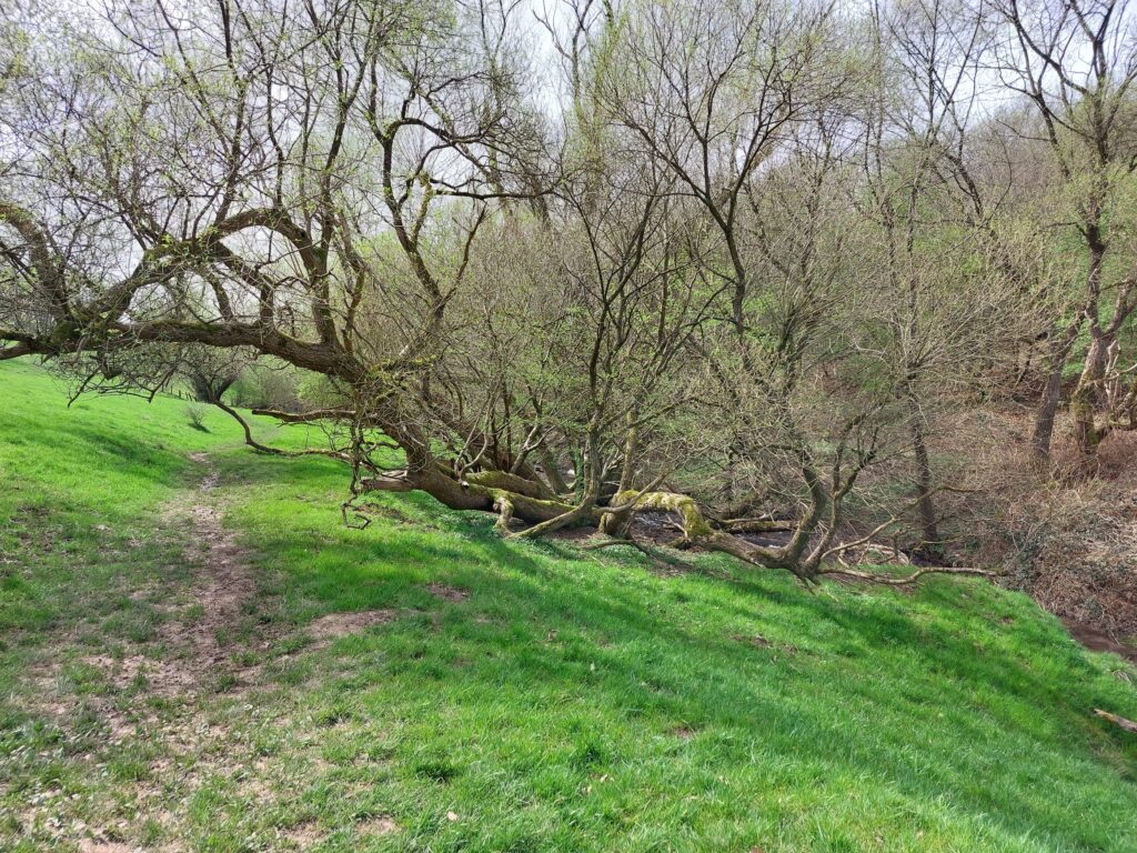 Weidenstern im oberen Murmelbachtal