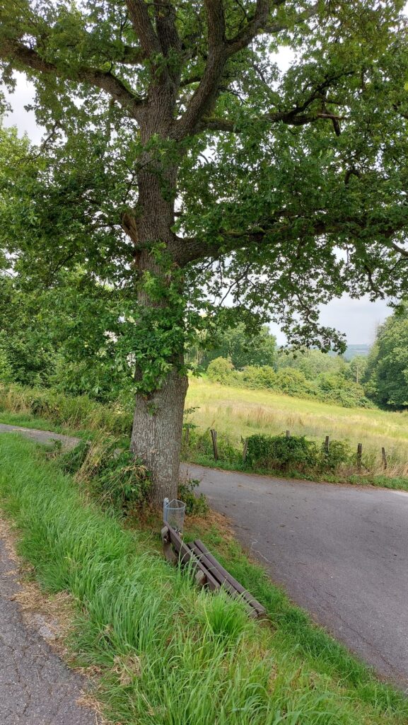 Gabelung hinter Oberhülsenbecke 16