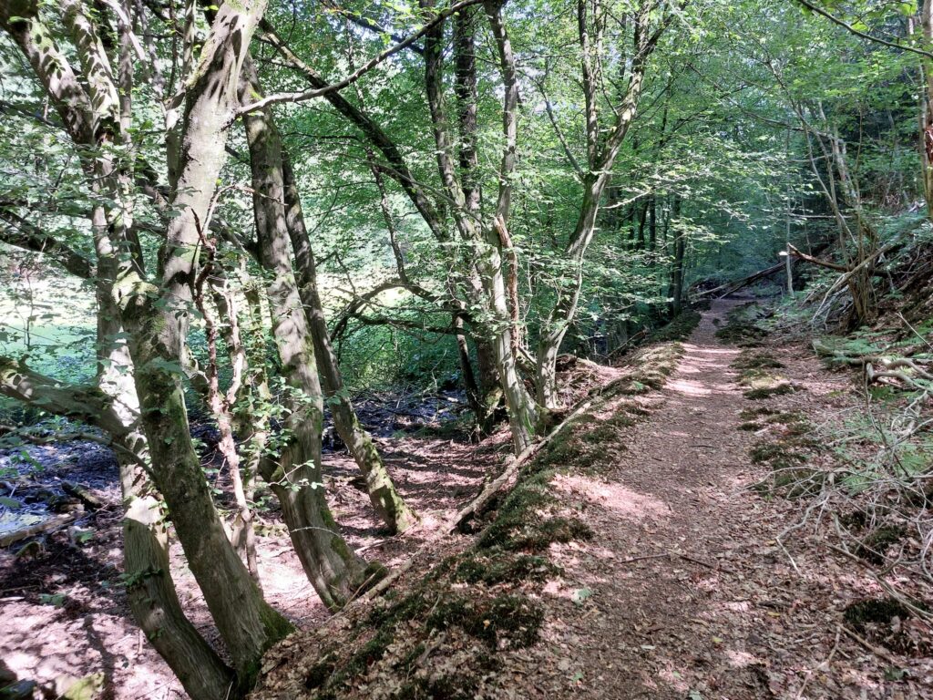 An der ausgetrockneten Brambecke