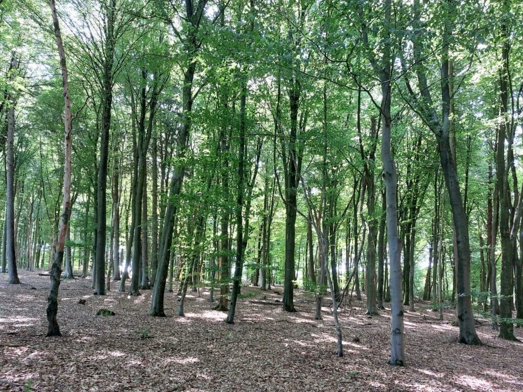 Ordentlicher Buchenwald oberhalb der Brambecke