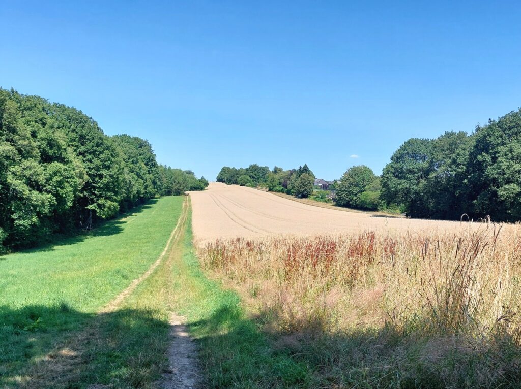 Roggenfeld nahe Königsfeld