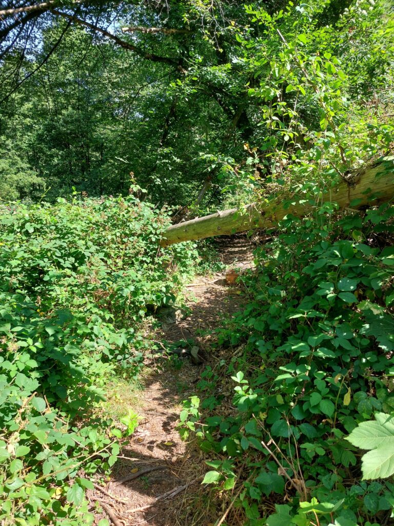 Urwald-Pfad an der unteren Brambecke