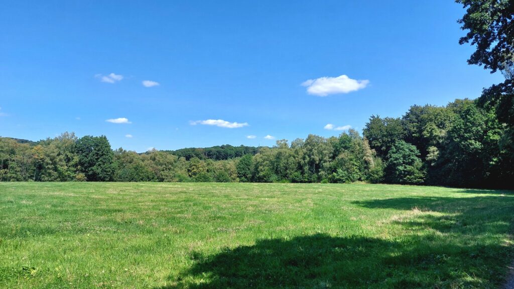 Waldwiese oberhalb der Brambecke